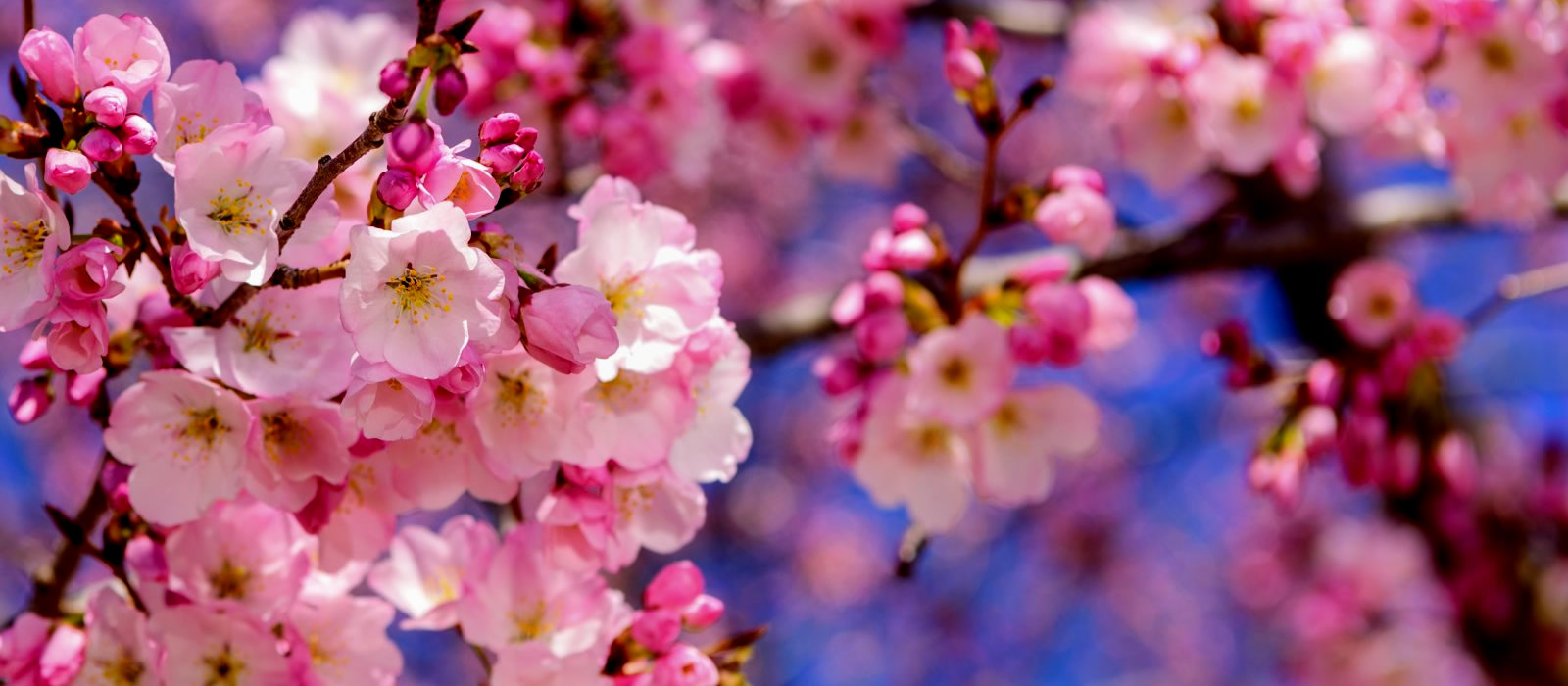 Cherry Blossom Subdivision